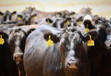Mid North livestock producers on high alert