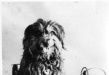 The greatest (dog) story every told?