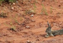Free Workshops on Rabbit control