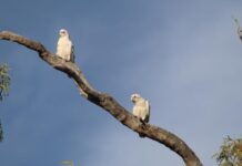 Stopping the screech