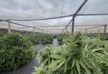Cannabis crop seized at Bowmans