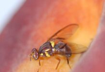 Restrictions apply for fruit fly