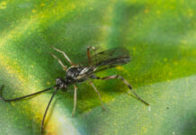Projects focus on beneficial insects in canola