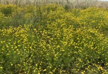 Stinknet infestation near Orroroo