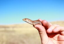 Pygmy lizard conservation funding secured
