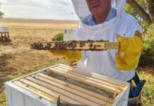 BEEing aware of Varroa mite