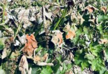 Wines still flowing despite early frost