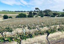 Satellite mapping to assess frost damage