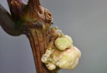 Trial to control grapevine crown gall
