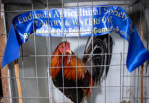One for the birds at this year’s Eudunda Show