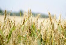 Seeding continues with prayers for rain