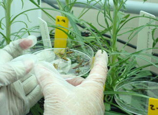 Weevil could be the answer to weed problem