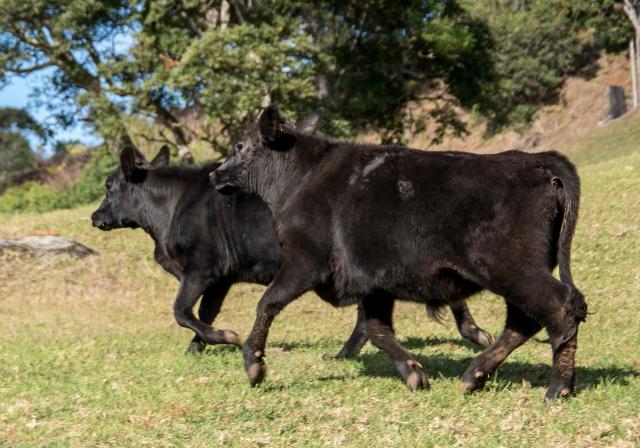 cattlegen_334982_01-1