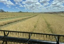 Cool and damp weather frustrates