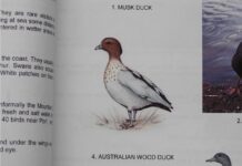 When is a goose not a goose?