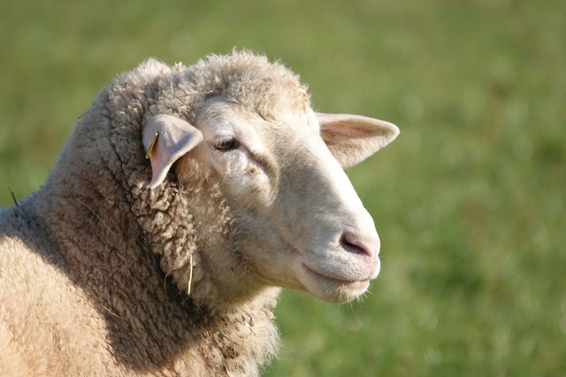 sheepgen_479635_01-1