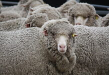 Sentiment surging for sheep