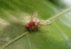 Growers on alert with another fruit fly outbreak