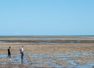 Year-long beach vehicle ban proposed along Adelaide Plains coast