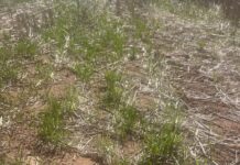 GPSA withdraws from GPA