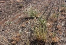 Problem weeds