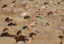 Hoggets mostly dearer as quality down on previous sale