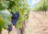 Quality over quantity for Valley’s vintage