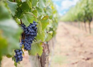 Quality over quantity for Valley’s vintage