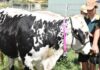 Virtual fencing approved for SA
