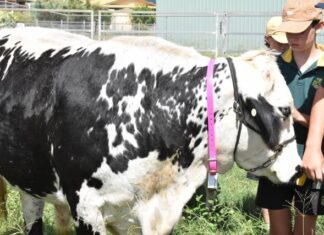 Virtual fencing approved for SA