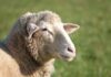 Near record $441 per head for YP heavy lambs