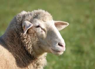 Near record $441 per head for YP heavy lambs